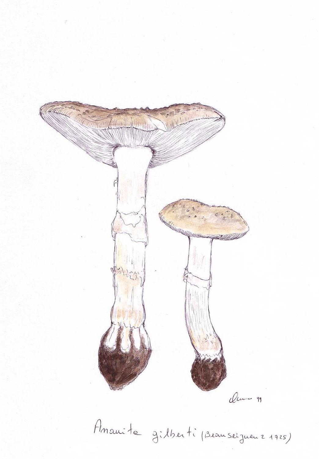 Amanita gilbertii var. gilbertii Beaus.